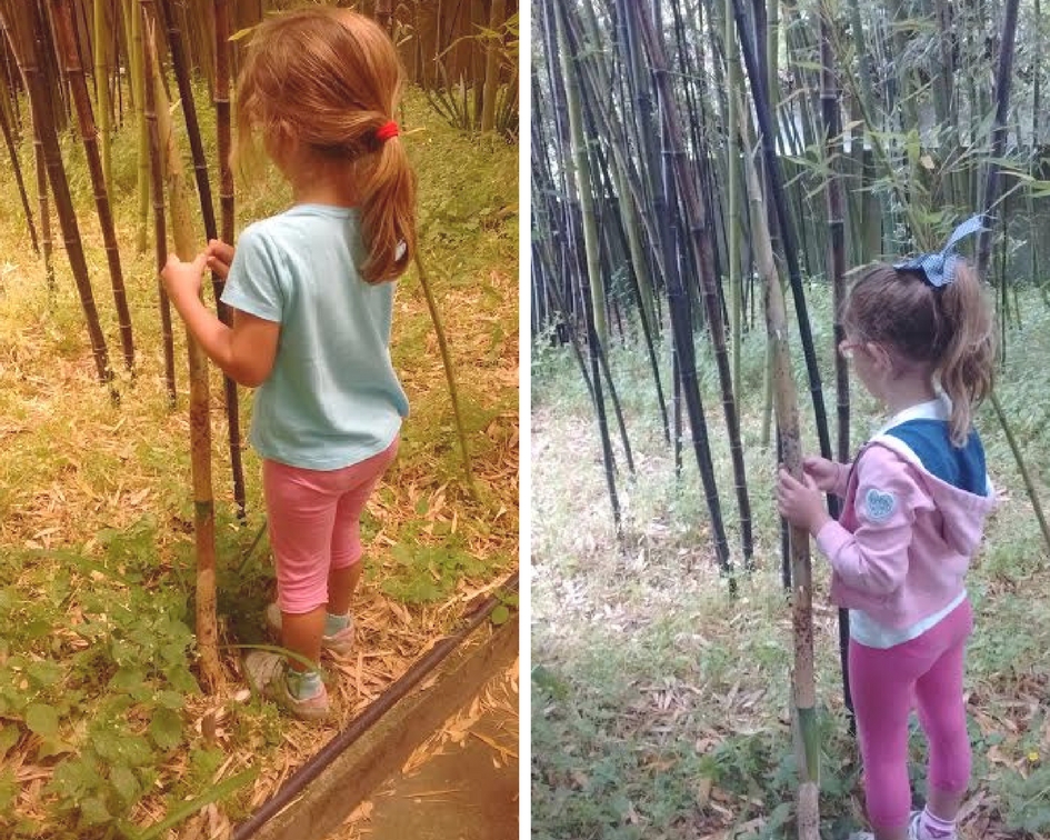 ¡Mirad cómo ha crecido nuestro bambú en dos días!