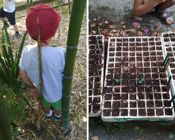 ¡Cómo crecen los bebés bambú y nuestras semillas!